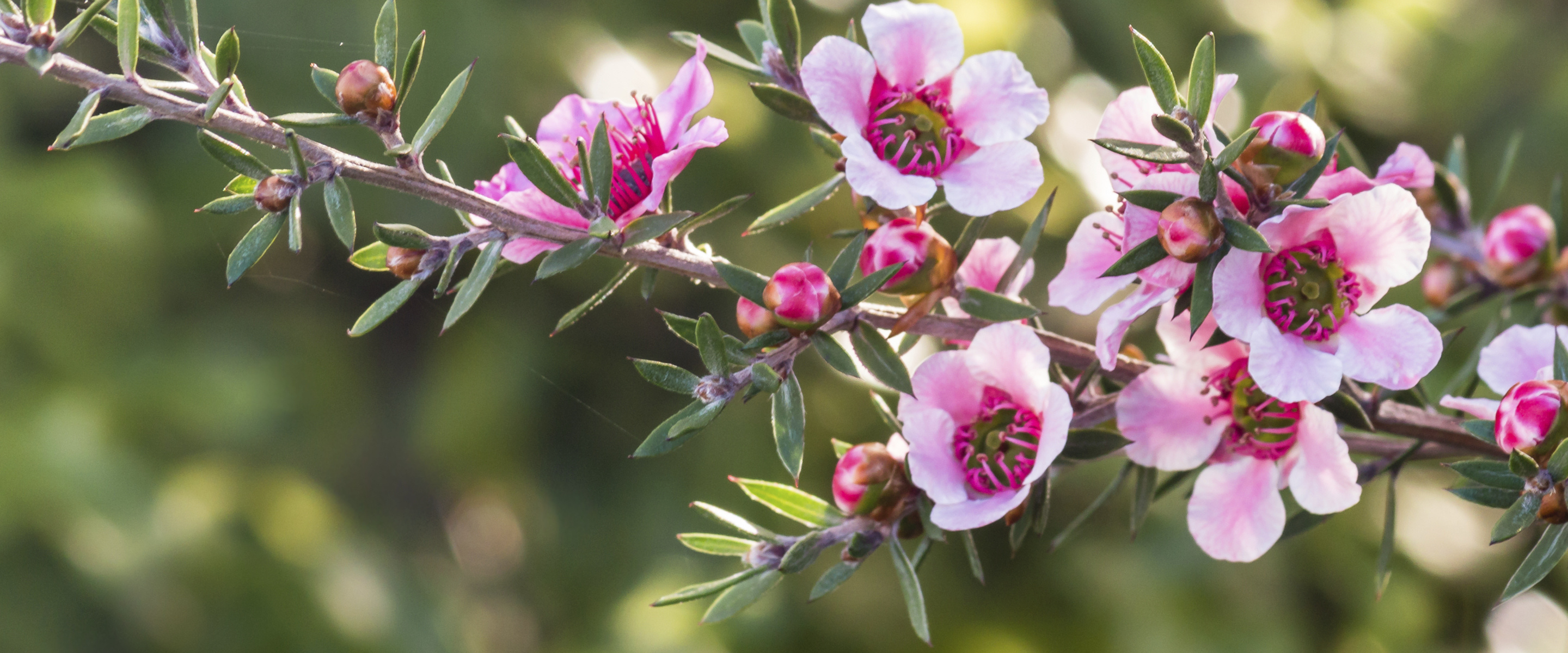 Banner Spring - flowers