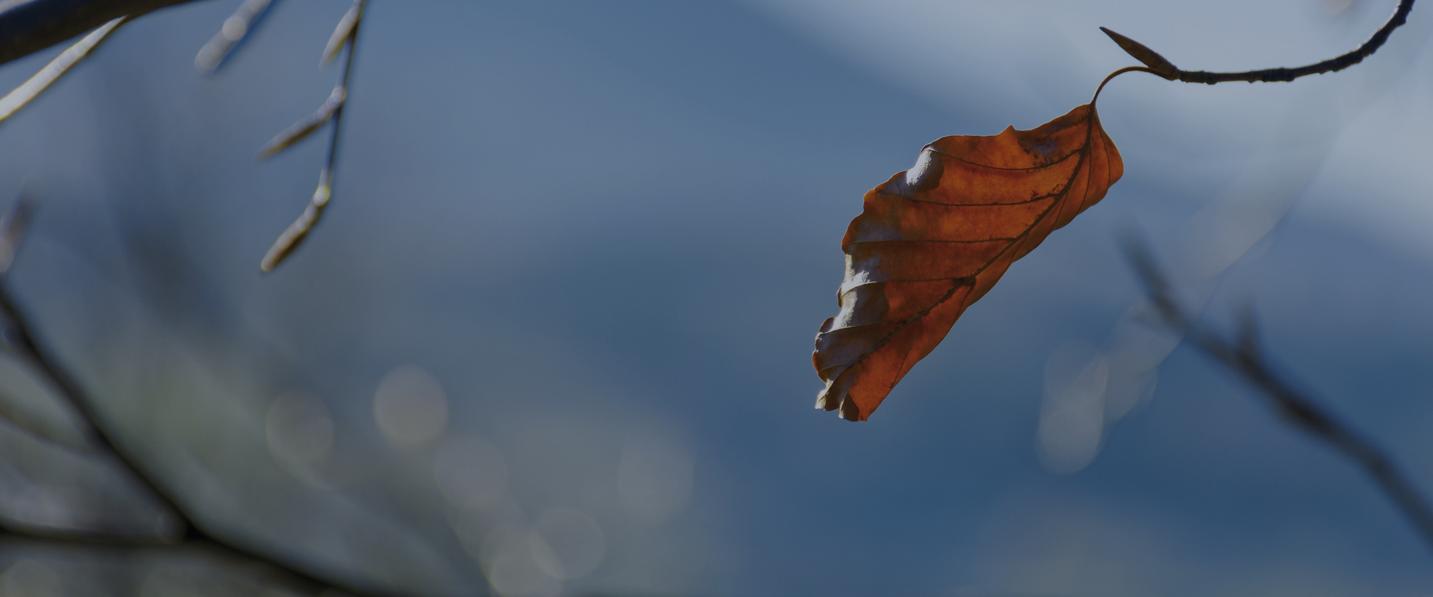 Banner Winter - one leaf