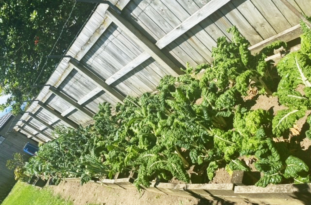 Topping Court vegetable patch